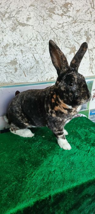 Рекс гапрад зот куёнлар