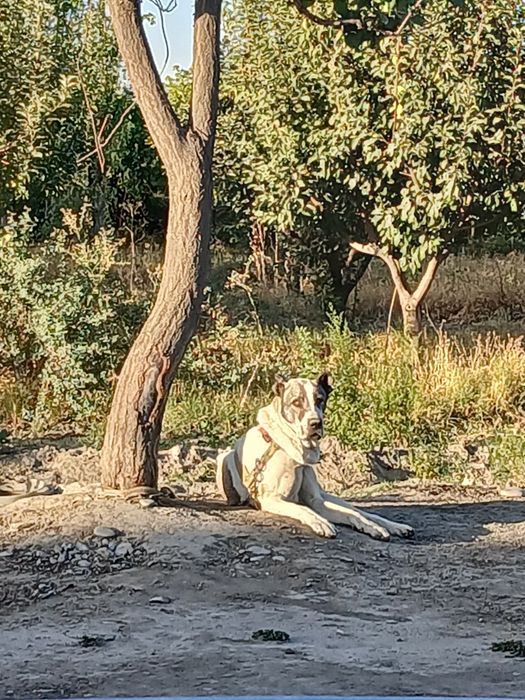 Alabay erkak yoshi 4 yoshar