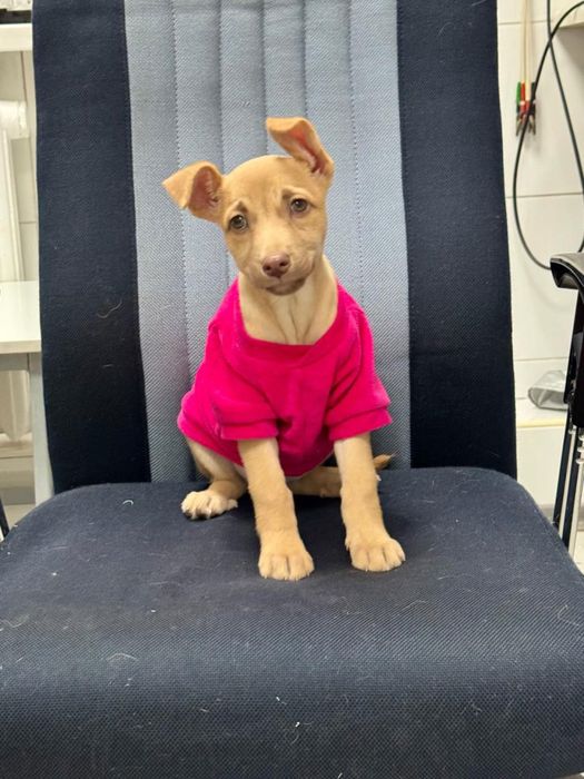 Щенок в добрые руки