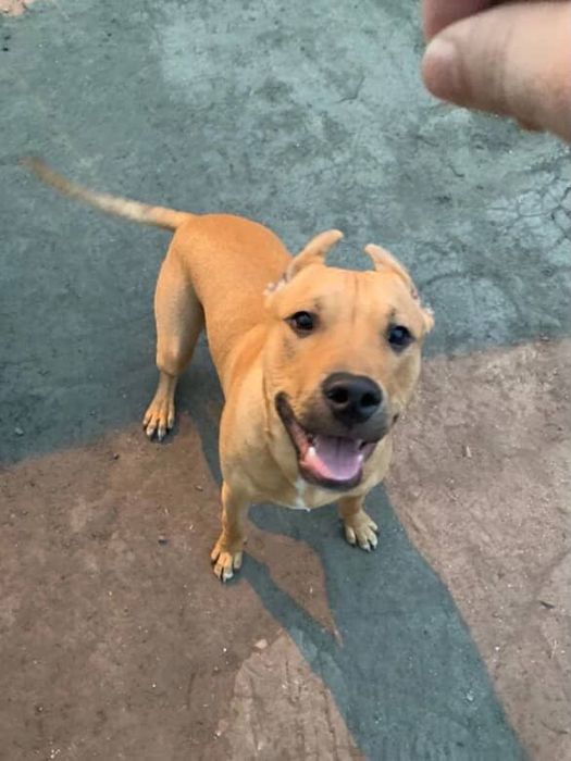 Собака питбуль отдам