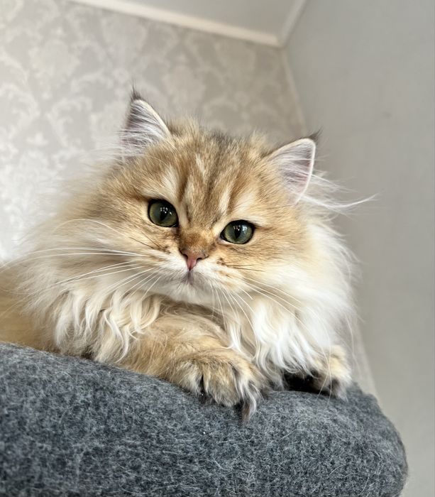 Pisica british cu pedigree