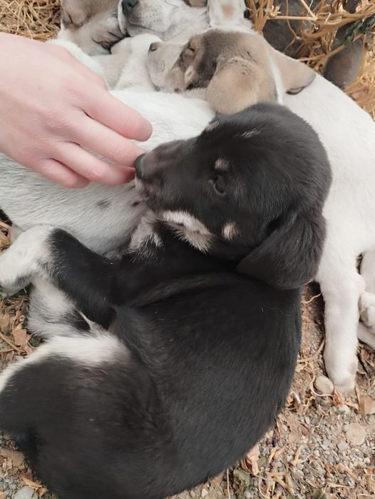 Тобет кушиктер срочно жаксы караетын адам га