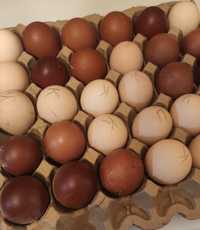 Инкубационные яйца породных кур