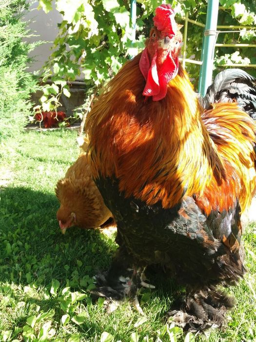 Шолк, Мрамор, Белый Золота ва шу расмдаги товукларни тухумлари бор