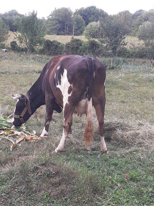 Vând vaca de lapte