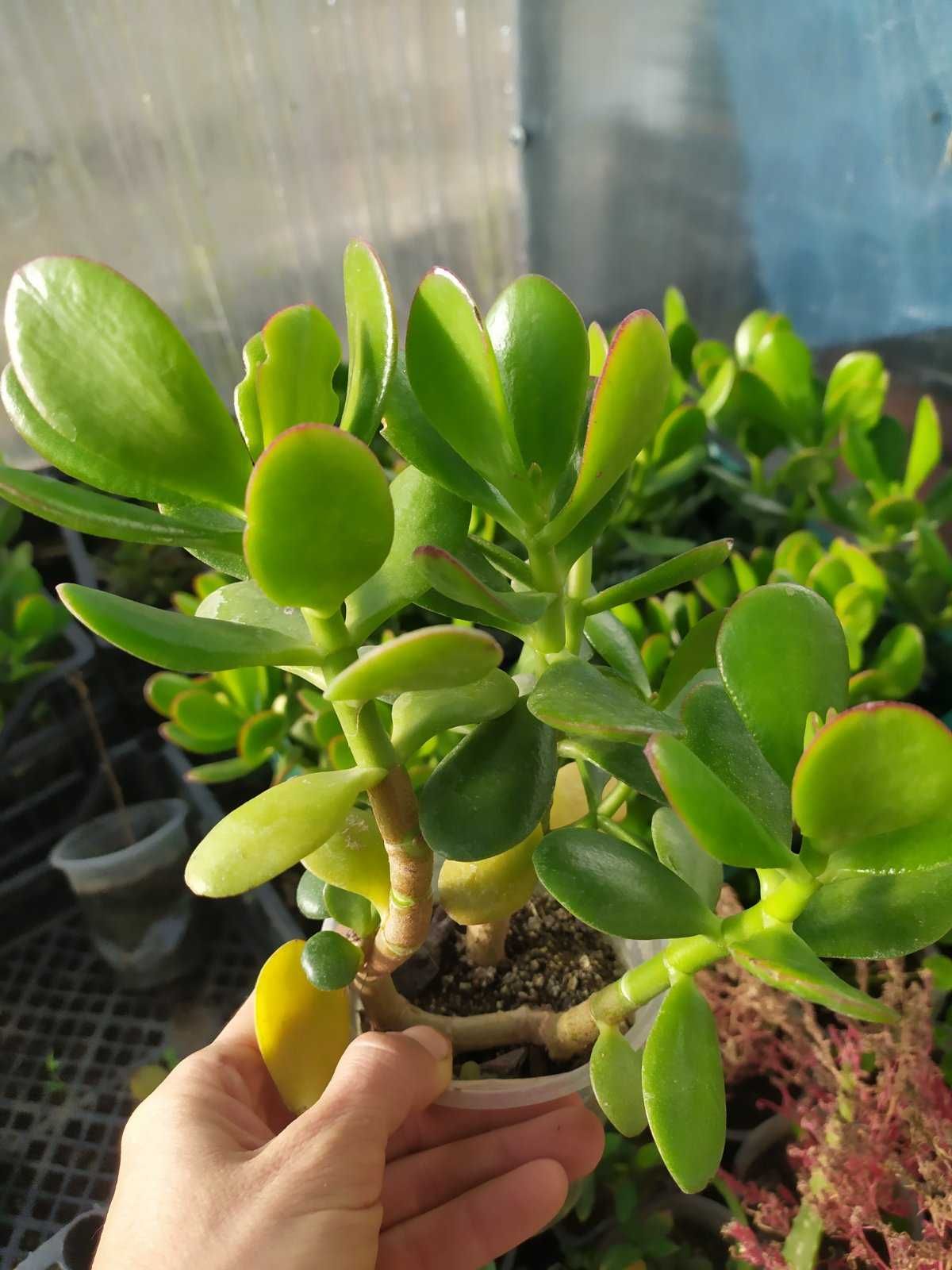 Дървото на живота (Crassula ovata), Лечебно каланхое и Лечебна Кализия