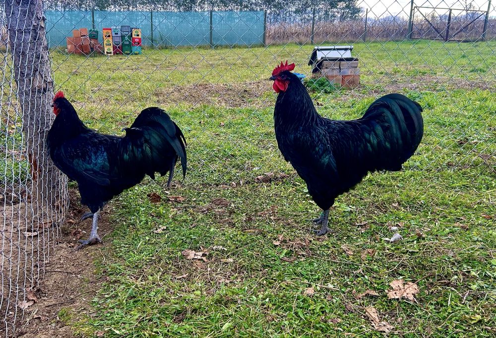 Cocoși wyandotte si australorp