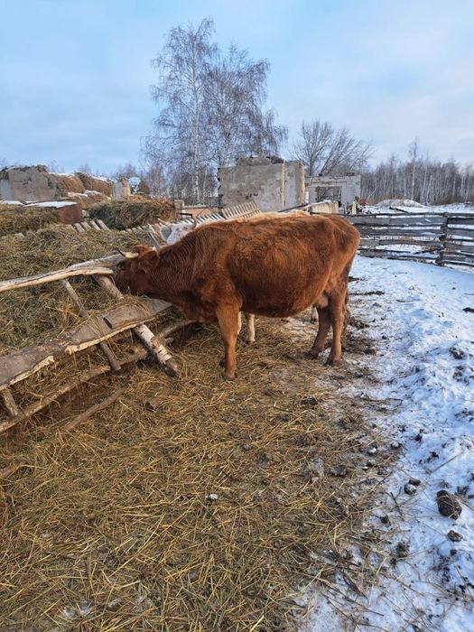 Продам Корову Крс