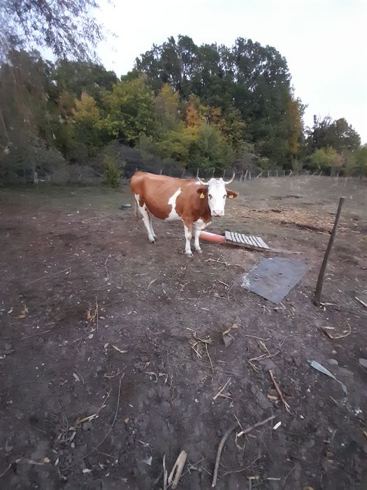 Vand vaca baltata romaneasca