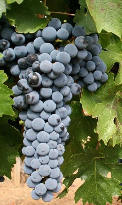 Struguri de vin albi si negri Feteasca Muscat Ottonel Riesling Merlot
