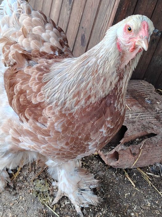 Брама сьомгова ярки+петел