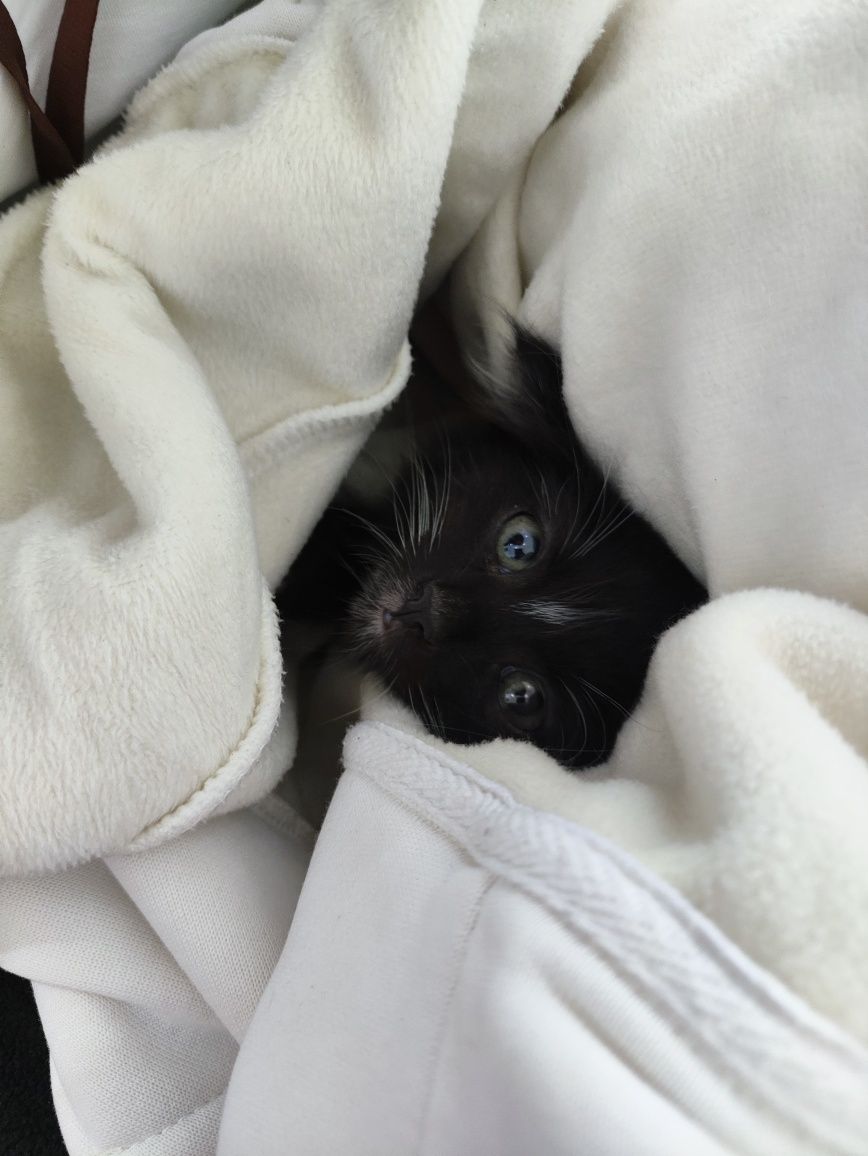 котёнок!  девочка, бесплатно