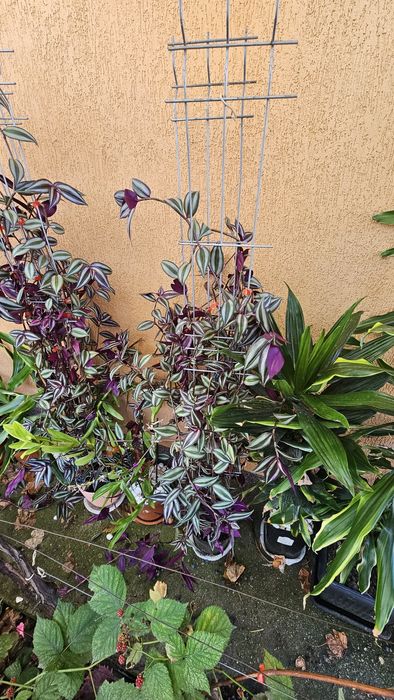 Vând plantă tradescantia zebrina