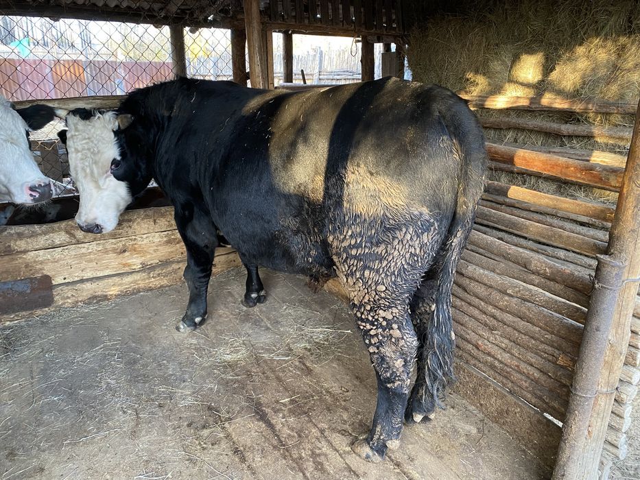 Продам с откорма