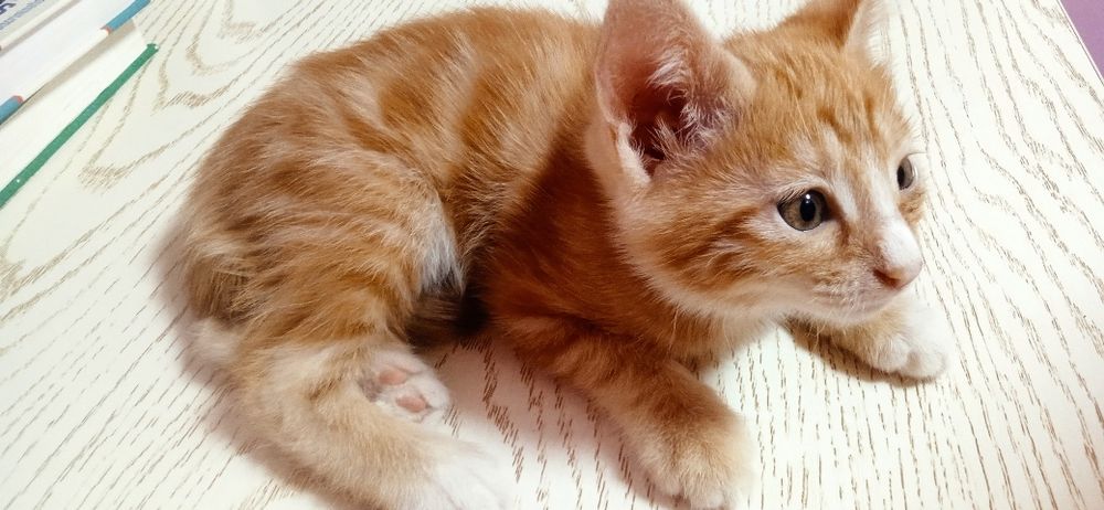 Продаются котёнок с окраской табби