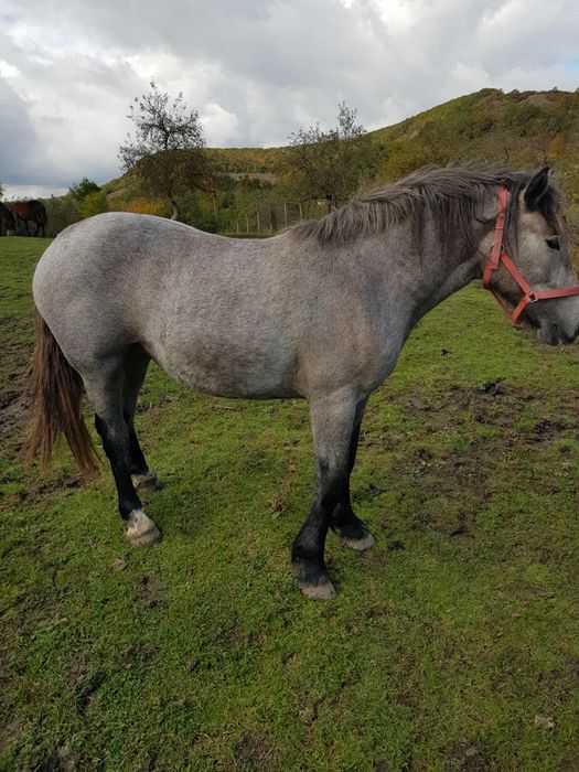 Mânză sură de vânzare