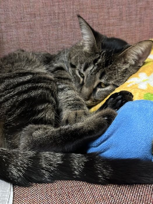 Срочно отдаю кошку даром