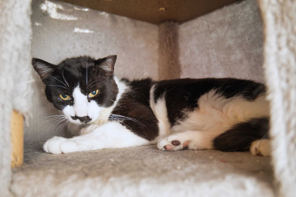 Charlie motan cuminte cu FIV adoptie