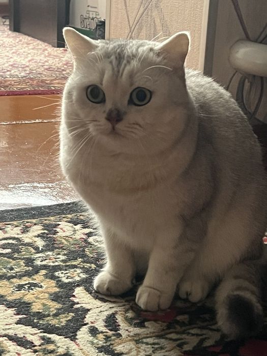 Продаётся кот Британец серебристая шиншилла