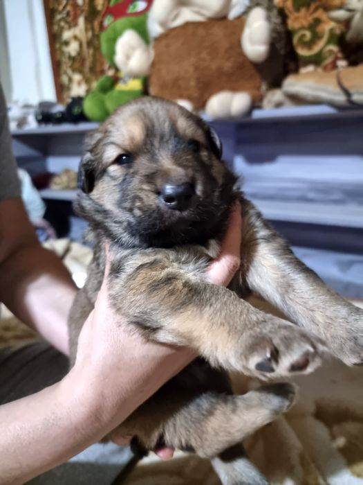 Щенки метисы ( мать чёрная бельгийская овчарка,  отец акита ину)