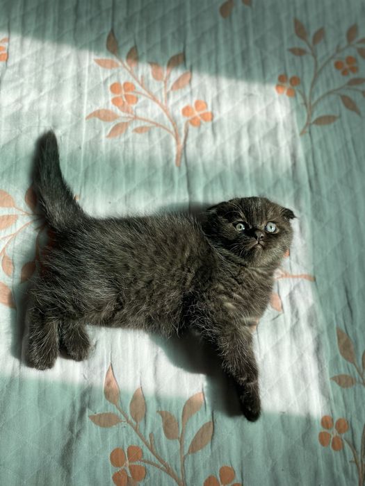 Продаются котенки скотиш фолд мальчик и страйт девочка, 800.000