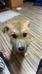 Ofer spre adoptie caine
