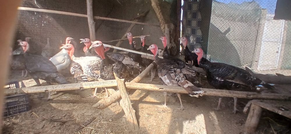 Курка сотилади 4 ойлик 5 ойлик 7 ойлик жужалар