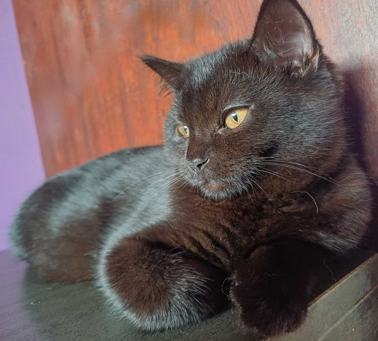 Черно британско коте