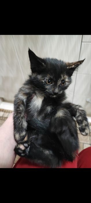 Пристраиваются котятя в добрые руки.