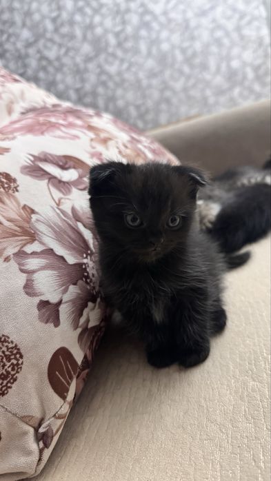 Продам котенка скотишфолд