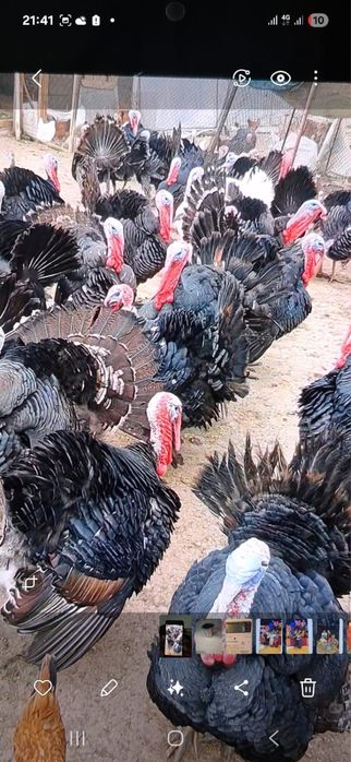 Индюшки крупные средние домашние мясо птицы индюк