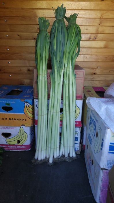 Семе за праз реколта 2025