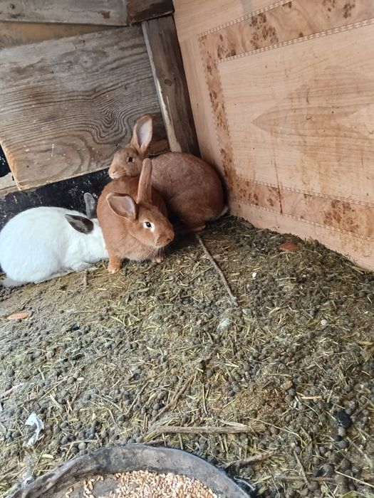 Кролики 2 самки 1 крол