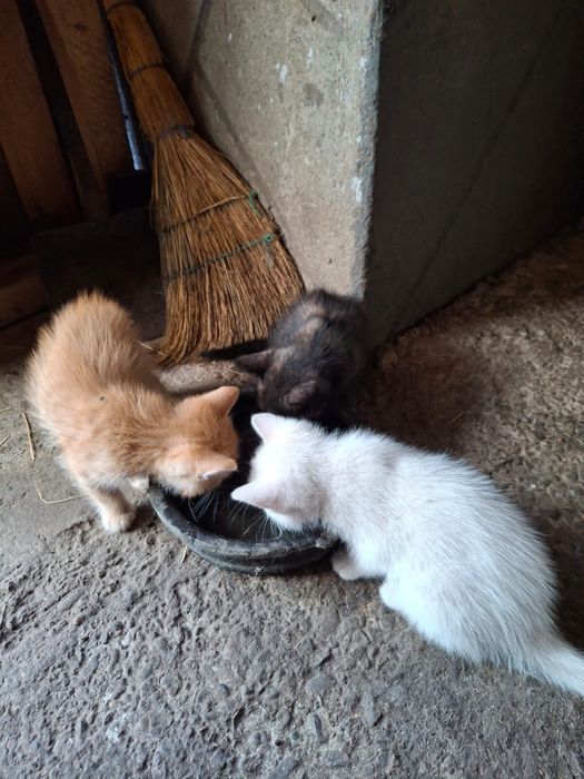 Ofer spre adoptie pui de pisica