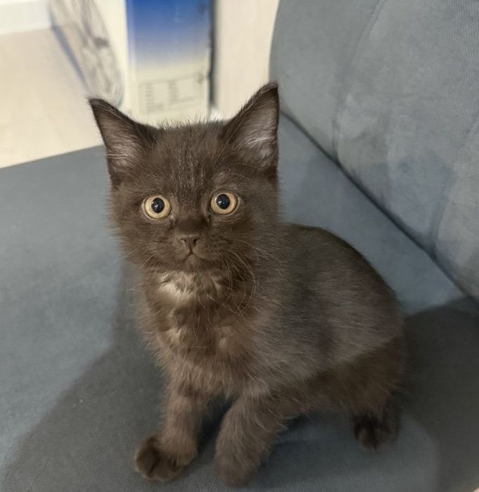 Отдадим котёнка в хорошие руки