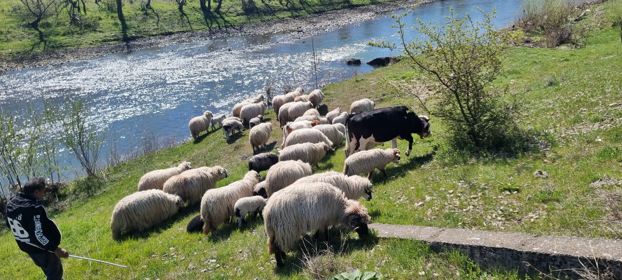 De vânzare oi breze și bucalai