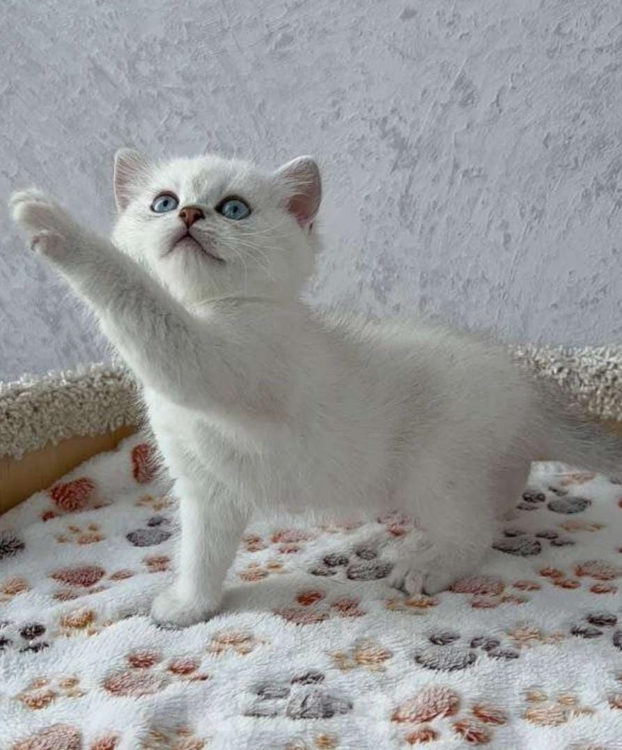 котята разных пород