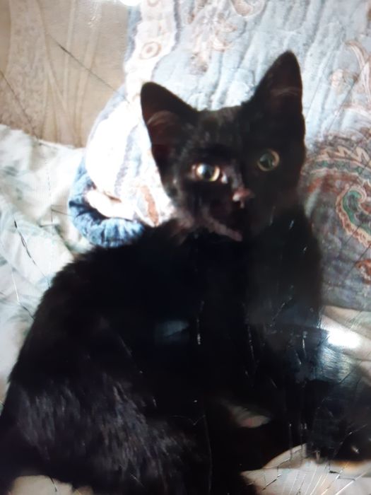 Котята  в добрые руки!