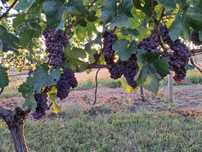 Struguri Pinot Gris