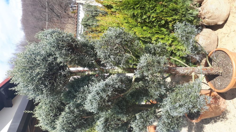 Plante ornamentale ptr gradina tuia brazi gazon piatra naturala