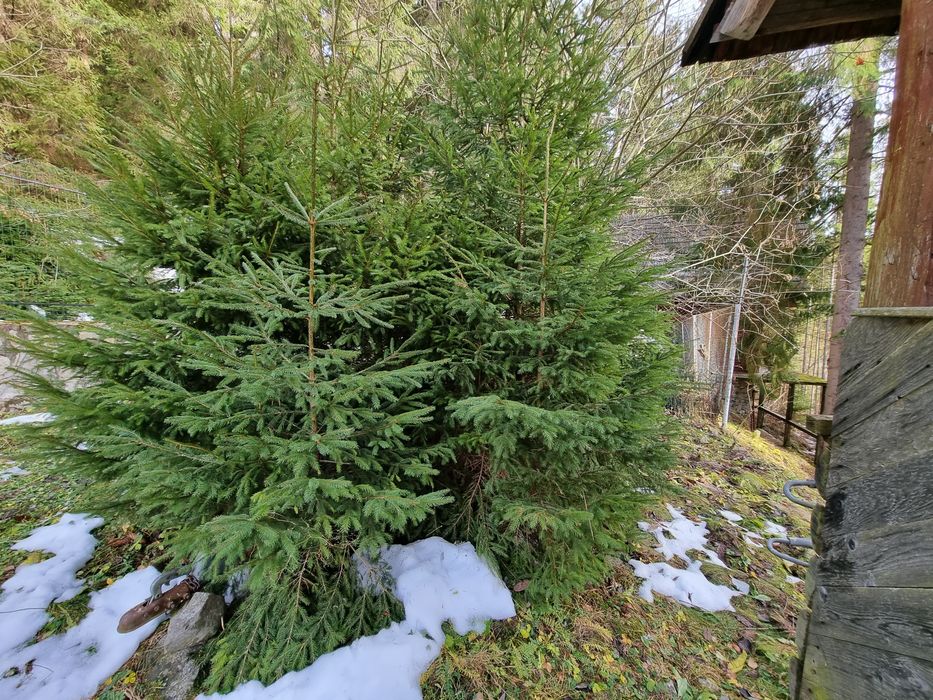 Brazi de 1,5...3metri