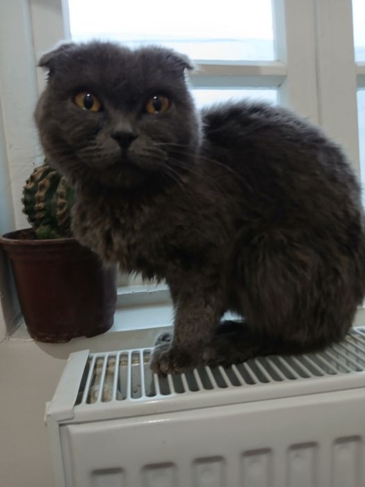 Skotish fold zotlik mushuk