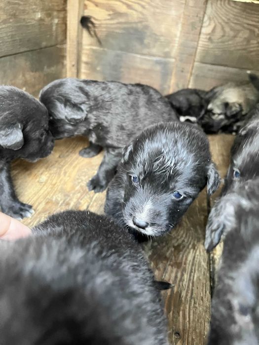 pui de ciobanesc corb