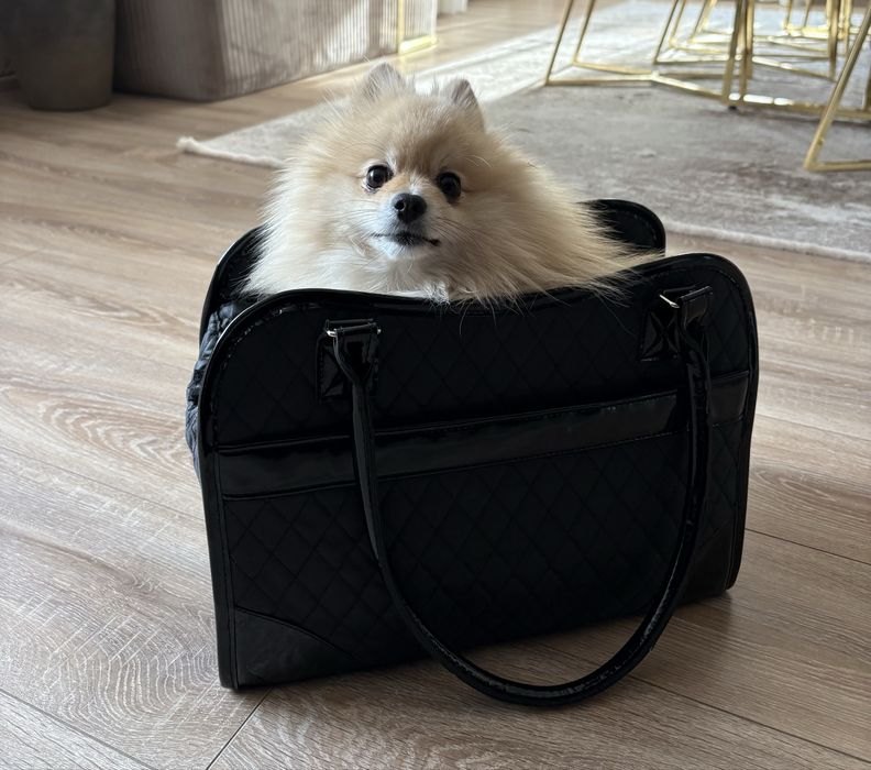 Чанта за домашен любимец