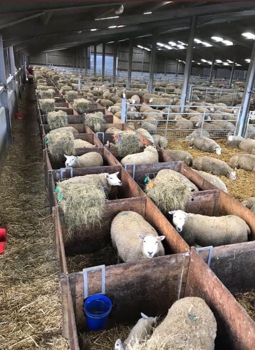 Барашки токтушки отборные | Алматы есть доставка