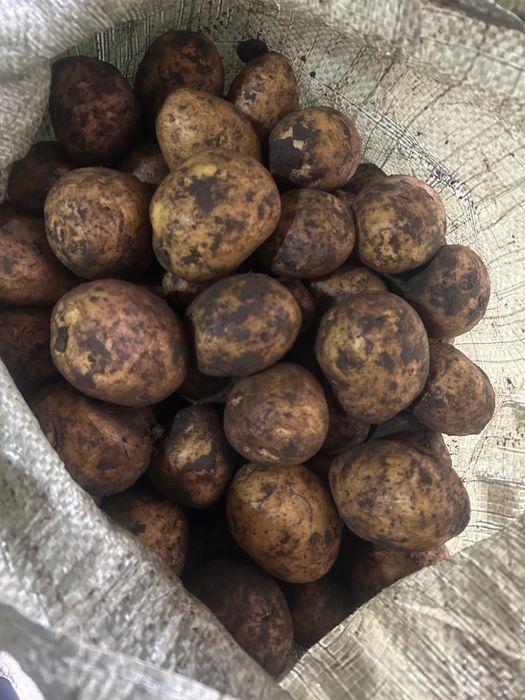 Продается картофель