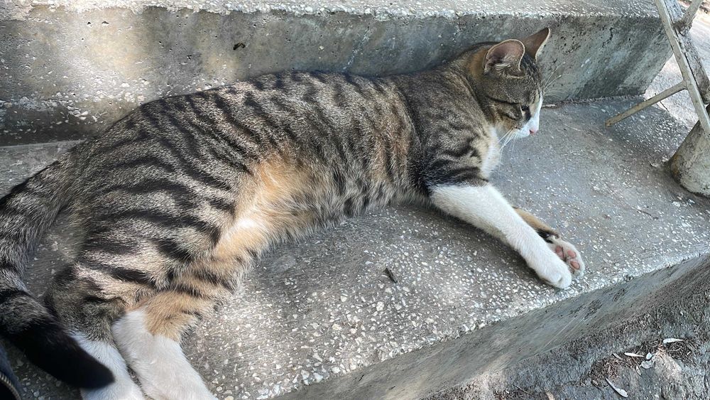 Rio, motanel castrat pentru adoptie