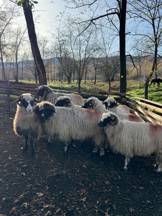 Vand 7 oi de la 3-5 miei