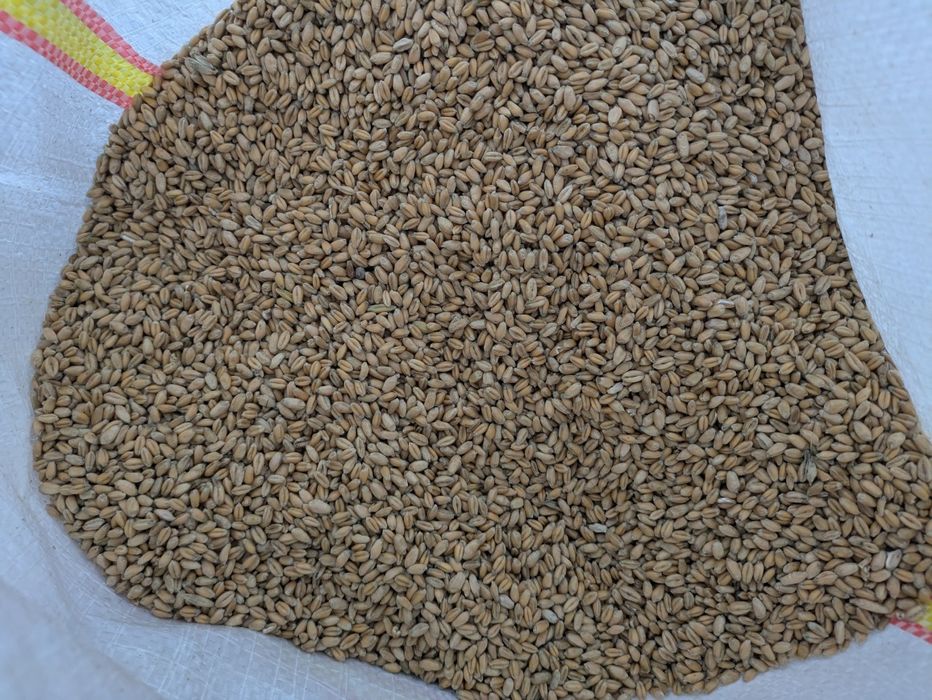 Semințe grâu, orz, triticale