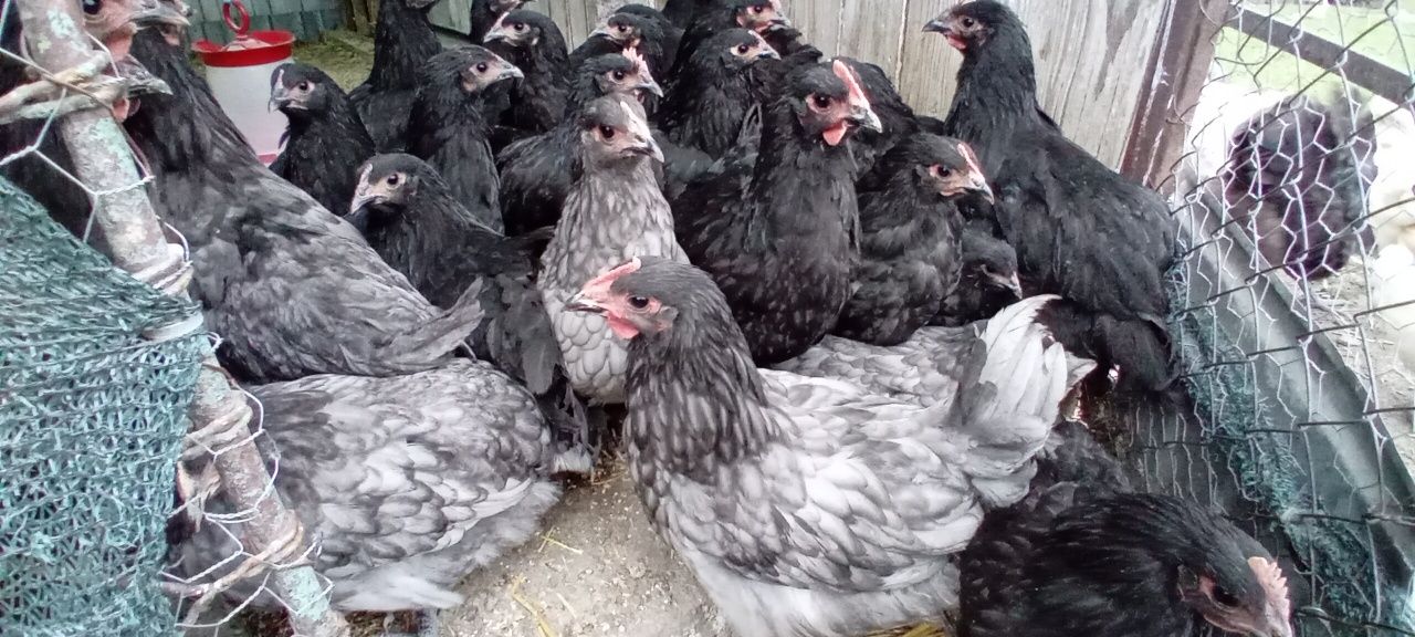 Cocosi Australorp/ Araucana